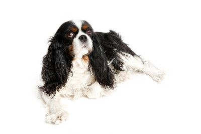 可爱的骑士犬的肖像