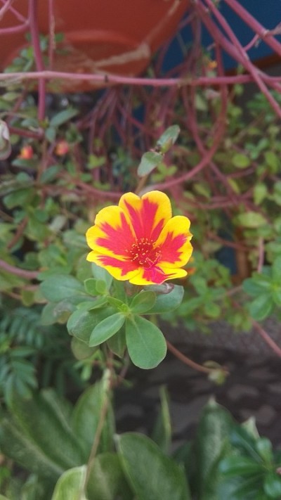 花