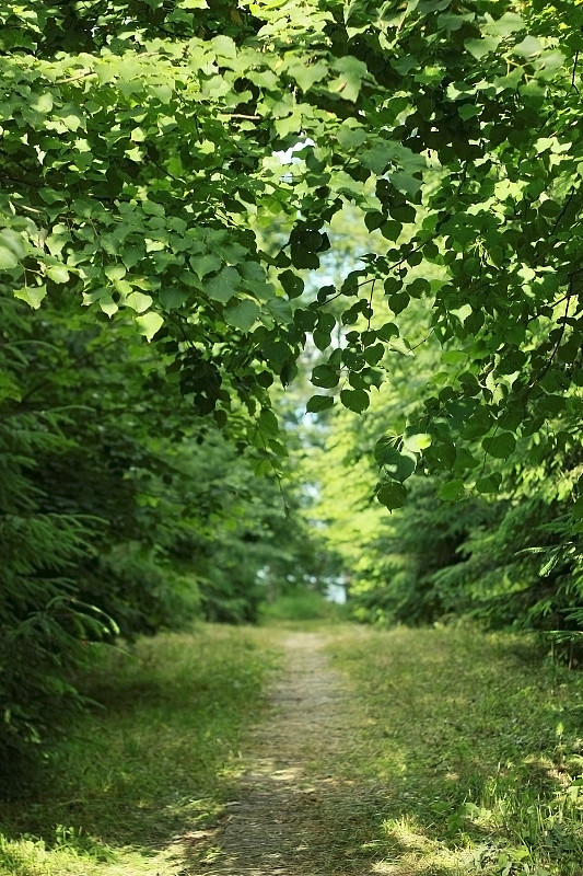 在树林里的小路