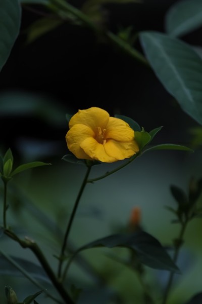 蒲公英或豪猪花