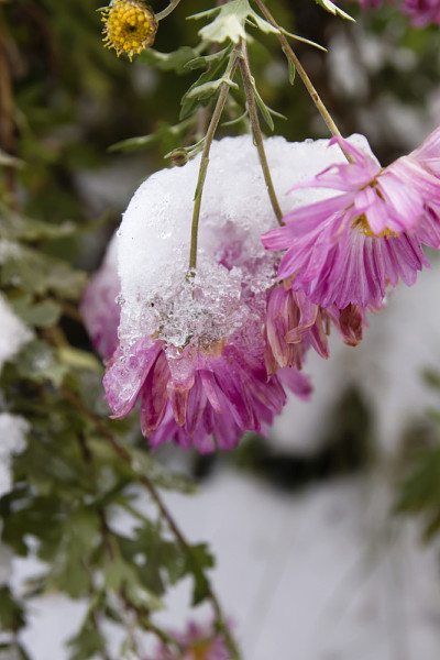 雪下粉红色的雏菊花