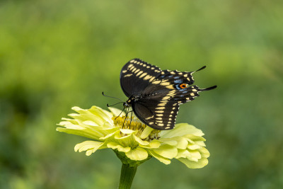 Papilio troilus，香料灌木燕尾蝶