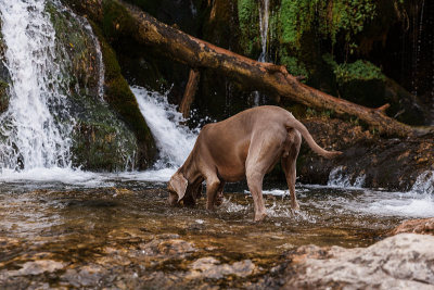 威玛拉犬在森林中央的一条河里嗅和追踪。