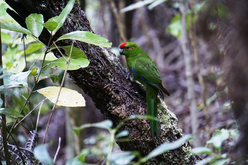 新西兰本土鸟类-红冠长尾小鹦鹉- kākāriki -新蓝鹤