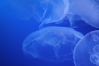 日本水族馆的水母