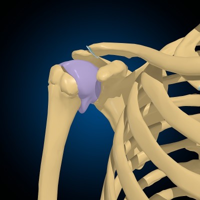 关节囊解剖的医学概念3D