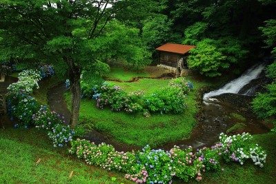 岩手县北上市绣球花和水磨