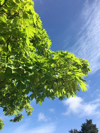2018年5月，美国梧桐树开花