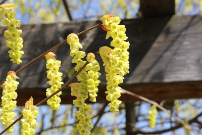 梅花花