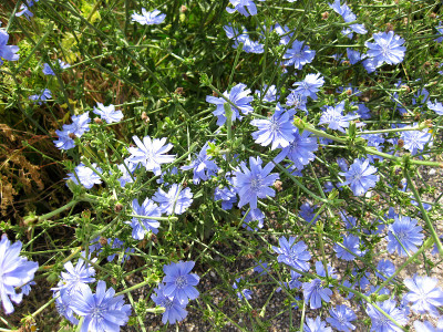 小长春花