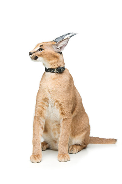 美丽的猞猁孤立在白色