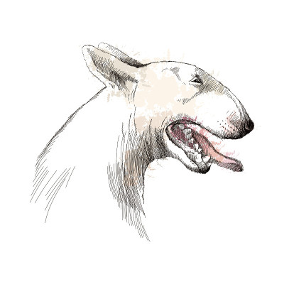 矢量素描的牛头犬与张开的嘴。