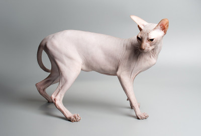 灰色背景下的光头斯芬克斯猫