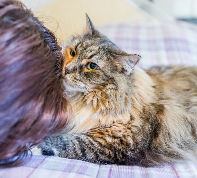 缅因猫在床上嗅年轻女人的头发