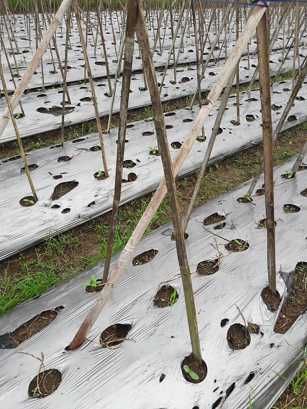 堆肥的土壤用塑料袋包裹，作为种植介质，使其茁壮成长