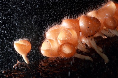 热带雨林中的蘑菇菌类