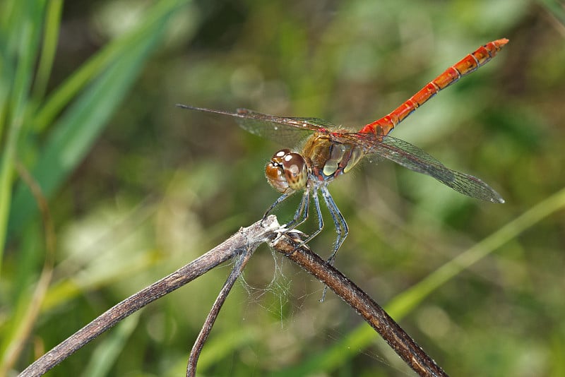 Sympetrum striolatum