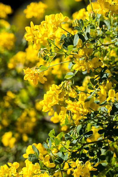 法国蒙彼利埃植物园(Occitanie)春天的小黄花