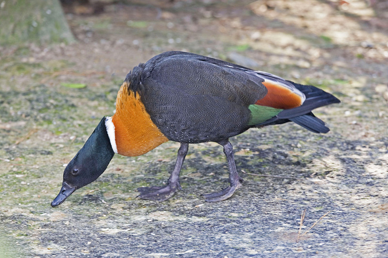 雄性澳洲Shelduck, Tadorna tadornoides