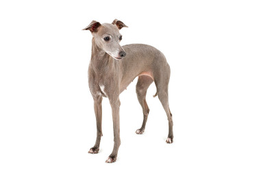 意大利灵缇犬