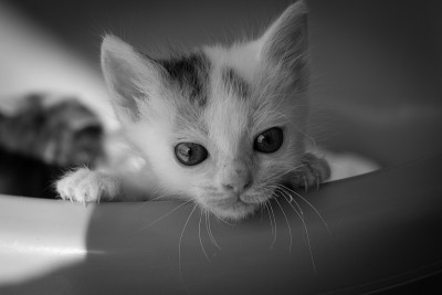 小猫