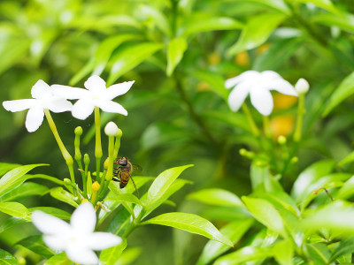 栀子花上的蜜蜂。