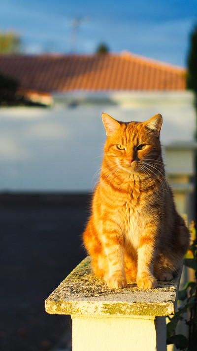 可爱的小红猫，在草地上奔跑