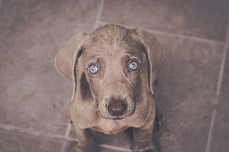 魏玛猎犬小狗狗照片