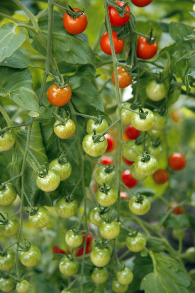 樱桃tomatos