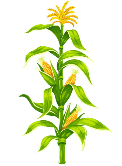 玉米芯上植株茎分离载体集。插图。