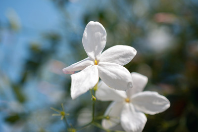 西班牙茉莉花，皇家茉莉花或茉莉花盛开
