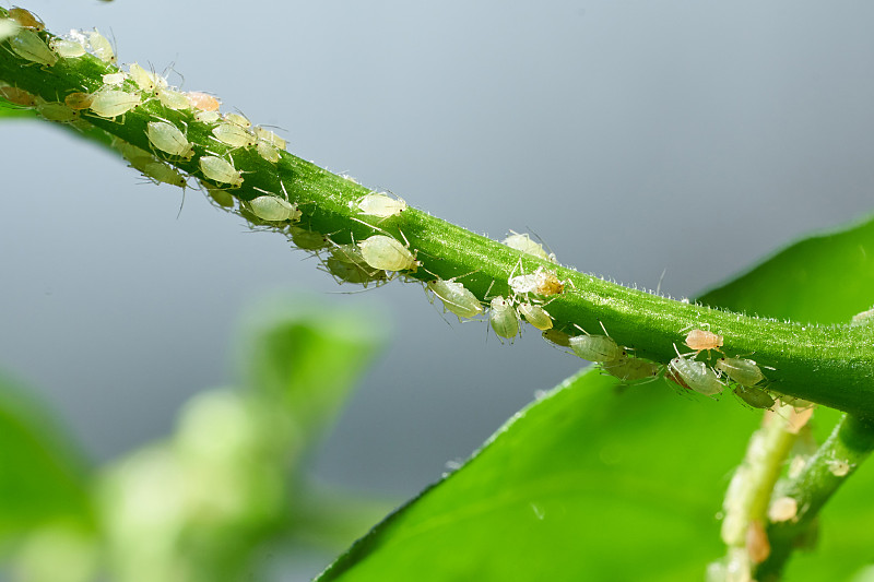害虫，蚜虫，在植物的芽和果实上，蜘蛛螨在花上。辣椒受到恶意昆虫的攻击