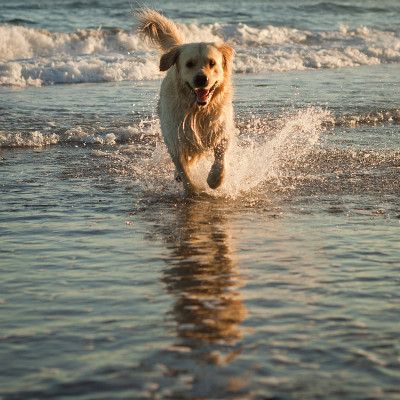 狗金毛猎犬玩海浪海滩日落西班牙