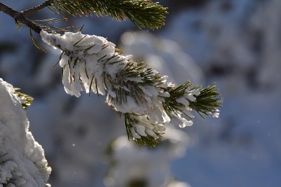 黄石公园本季第一场雪