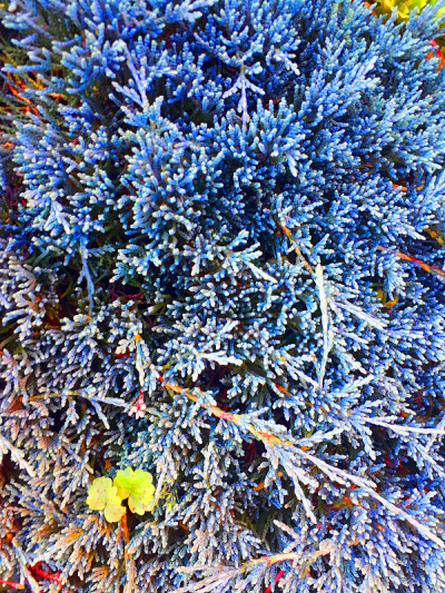 植物和花卉，花坛在公园和乡村，花园和园艺，夏天是如火如荼