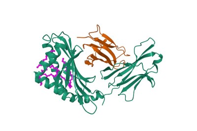CD1b(绿色)与β -2-微球蛋白(棕色)和GM2神经节苷脂(粉红色)的复合物