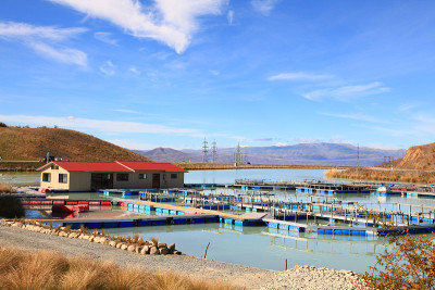 鲑鱼农场