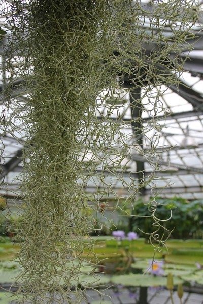Tillandsia usneoides。西班牙苔藓。附生植物的开花植物。老人的胡子或已知的Till