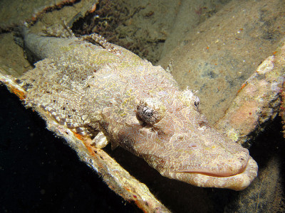 Crocodilefish (papilloculiceps异形
