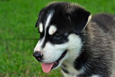 西伯利亚哈士奇幼犬简介