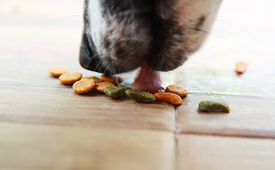 狗吃食物