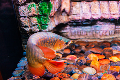 红辣椒龙鱼近距离观看水族馆