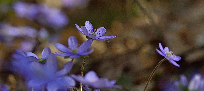Hepatica nobilis或liverleaf