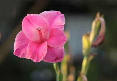 盛开的花。