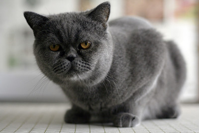 特写的异国情调短毛猫