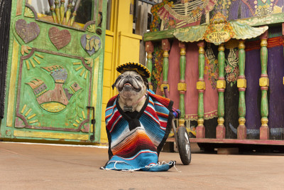 Cinco de Mayo轮椅Pug 1
