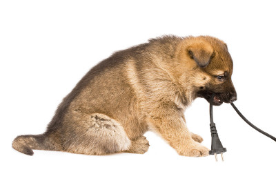 牧羊犬幼犬在白色背景下孤立