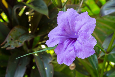 结节花