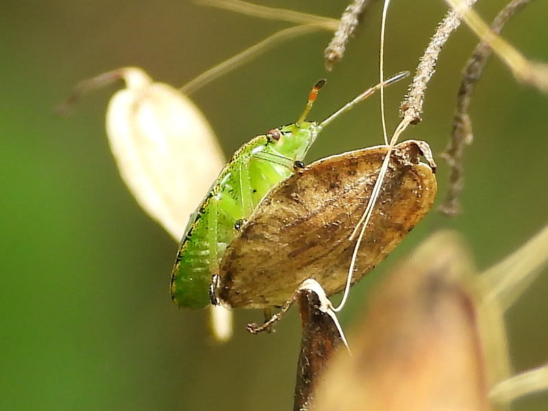 绿虫-绿木臭虫(Palomena prasina)