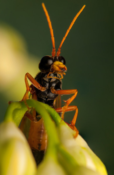野油菜